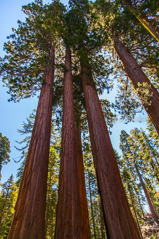 红杉-国王峡谷国家公园-加利福尼亚州