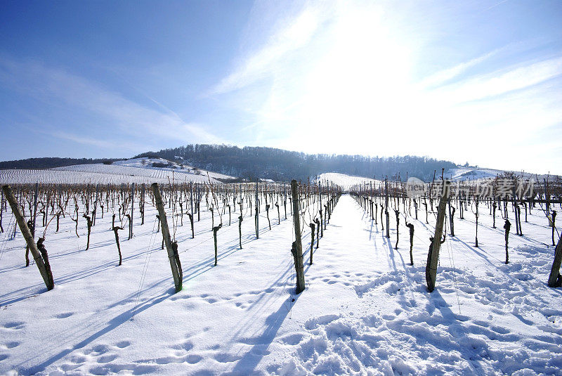 Wineyard冬天