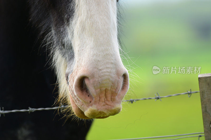 强健的挽马