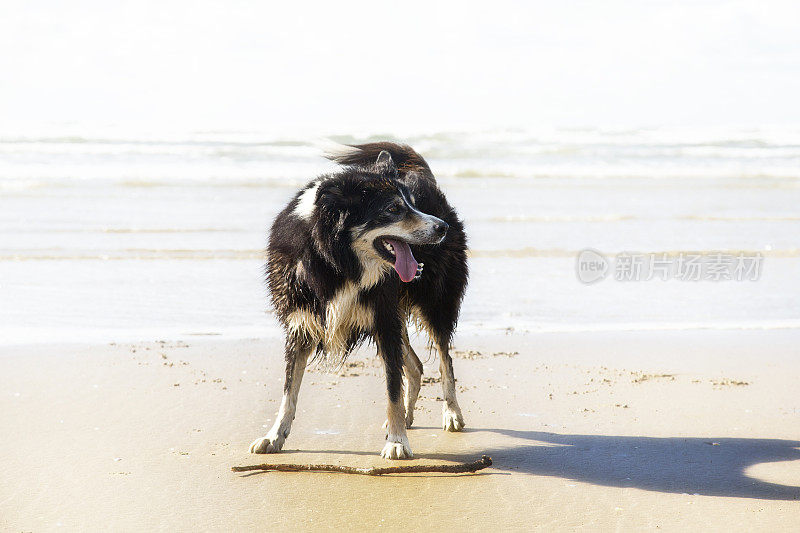 博德牧羊犬和木棍