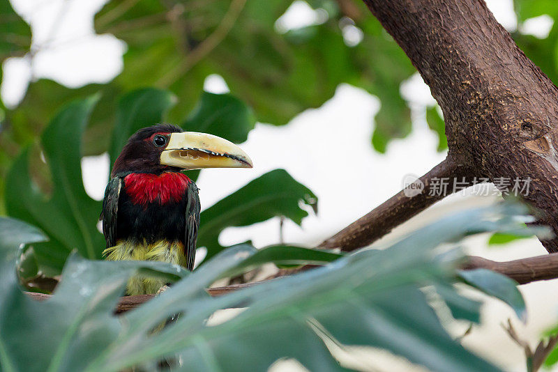 象牙喙Aracari