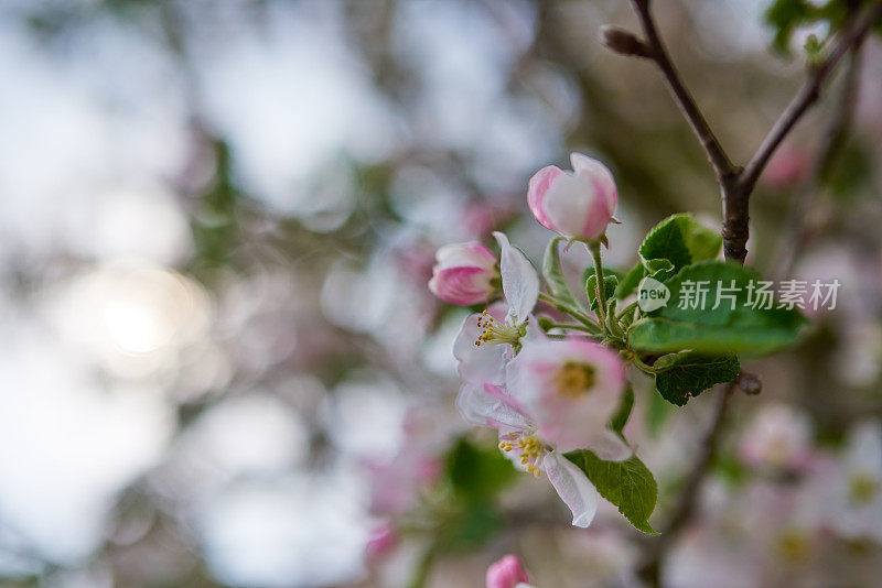 苹果鲜花盛开