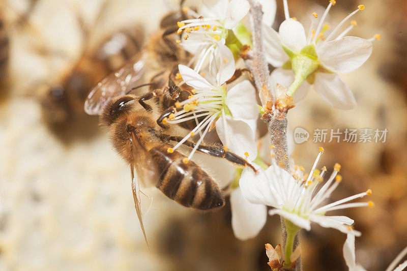 蜜蜂采集花粉