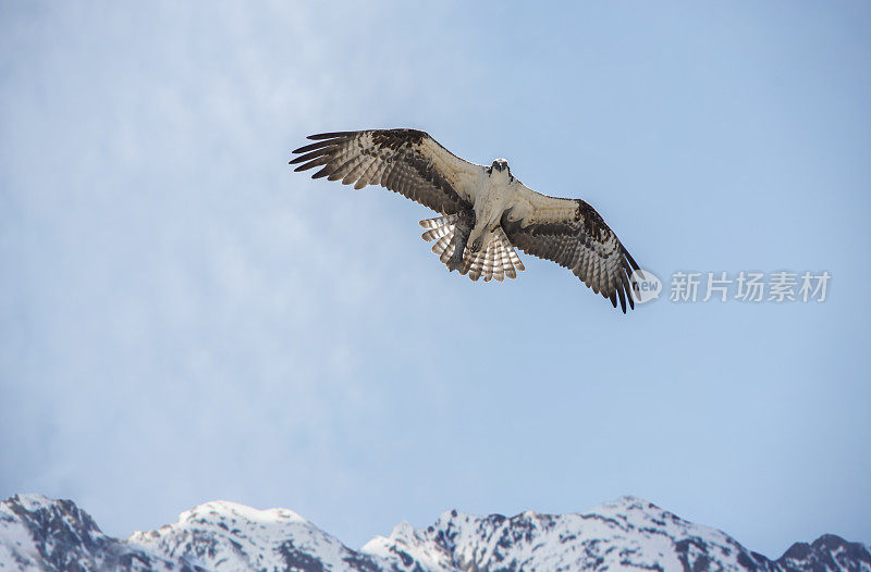 鱼鹰和鳟鱼在山上