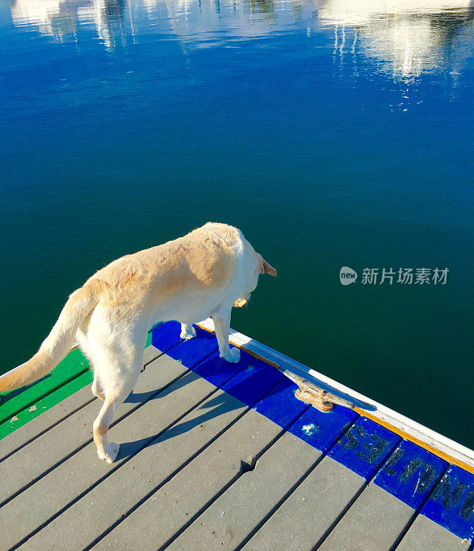 拉布拉多寻回犬