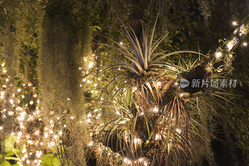佛罗里达热带冬季空气植物装饰圣诞灯