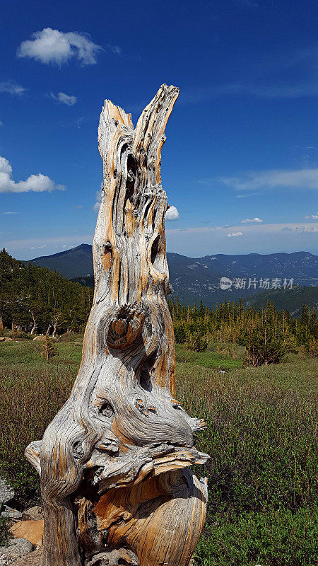 粗糙的，死狐尾松树干