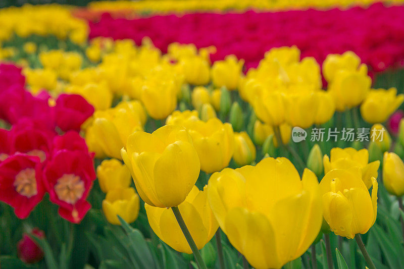 土耳其伊斯坦布尔花园里的郁金香花