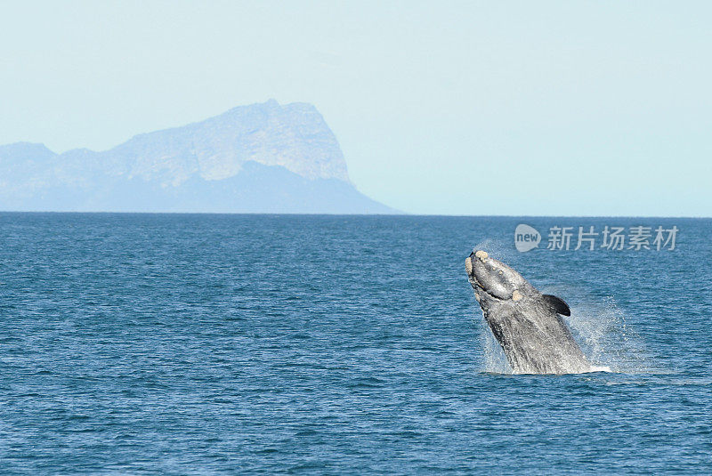 南露脊鲸在海上突围