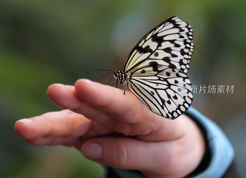 美丽的纸风筝蝴蝶坐在人的手上