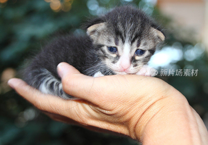 手里拿着可爱的小猫