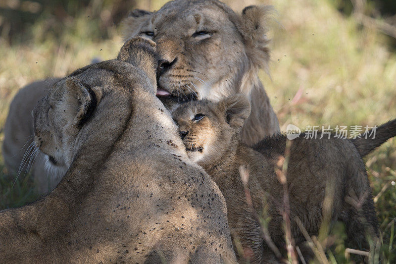 狮子家族，马赛马拉，肯尼亚