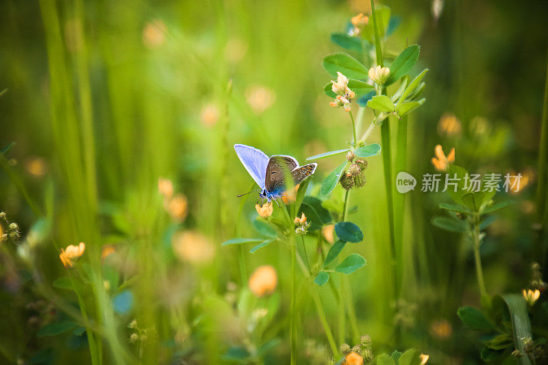 一种常见的蓝蝴蝶，在野花上花蜜