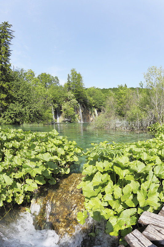 垂直绿松石森林池塘和瀑布克罗地亚Plitvice