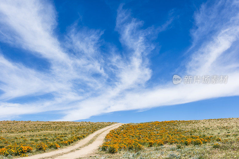 蜿蜒穿过羚羊谷的土路加利福尼亚罂粟保护区