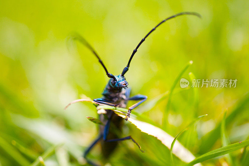 草丛中的甲虫