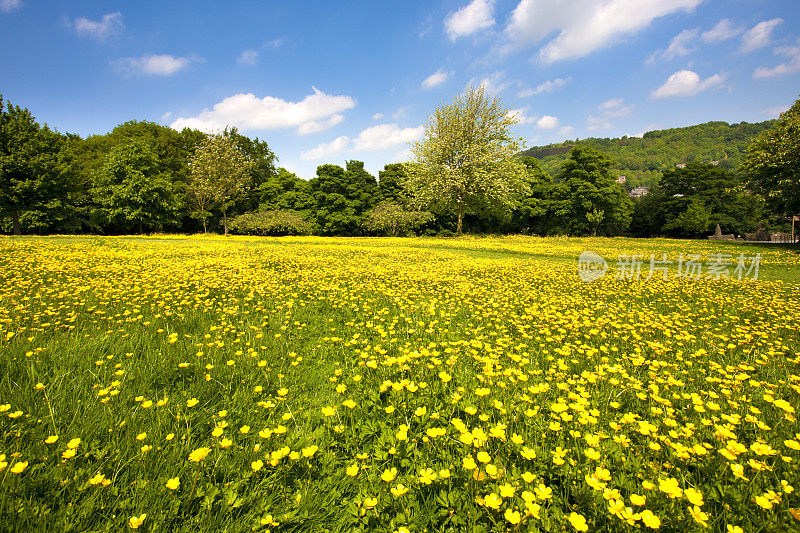 野花盛开的夏日草地