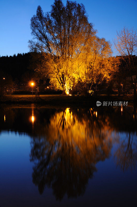 春天湖上的夜树