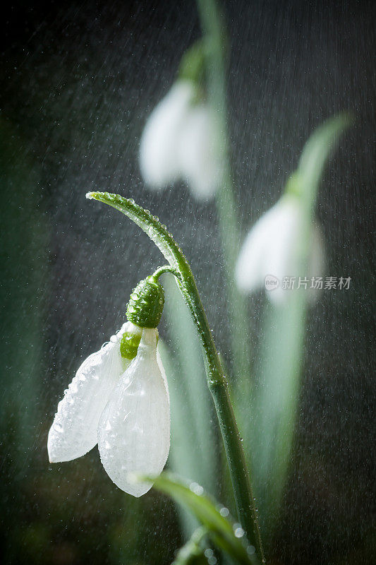 雪花莲是春天的使者