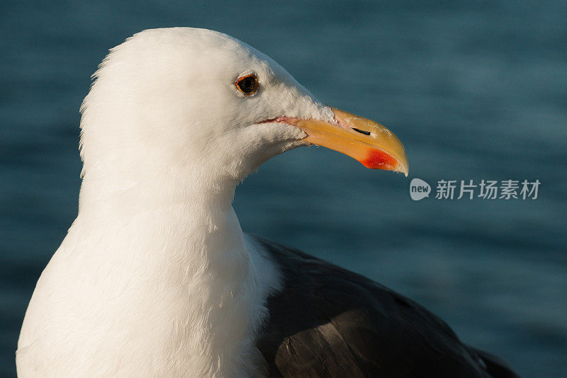 海鸥