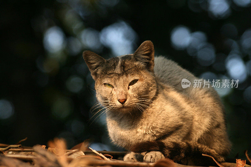 野生可怜的猫