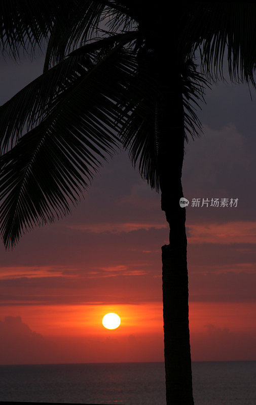 日落上的棕榈树