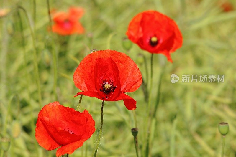 油菜田中的红色罂粟