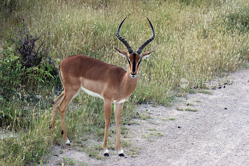 纳米比亚:埃托沙国家公园的黑斑羚