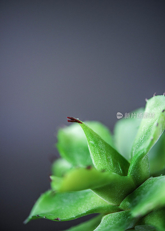 自然静物。仙人掌和肉质植物