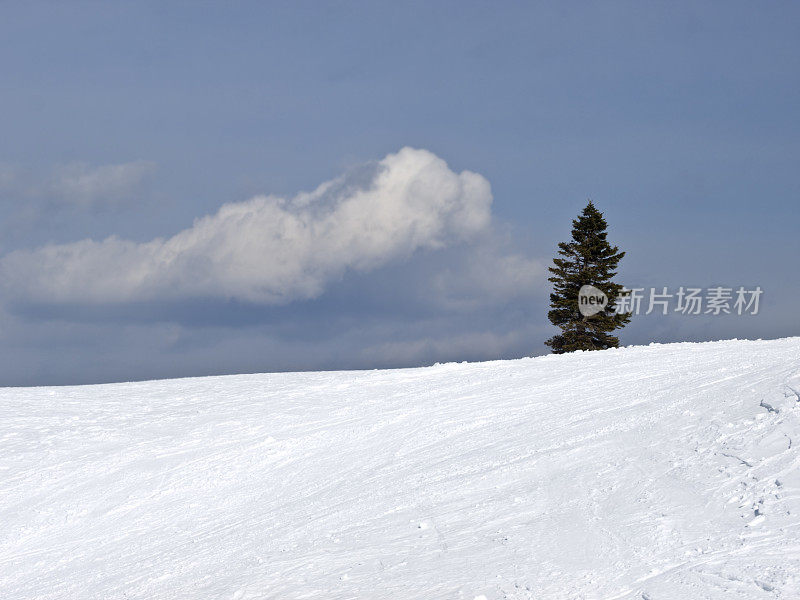 白雪覆盖的山顶上的一棵树