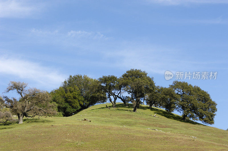 春天的加州橡树在山坡上