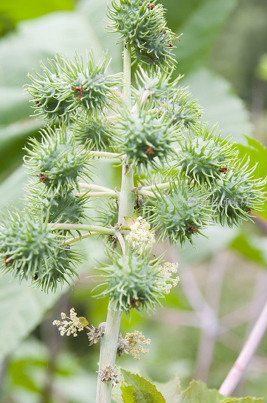 蓖麻油植物