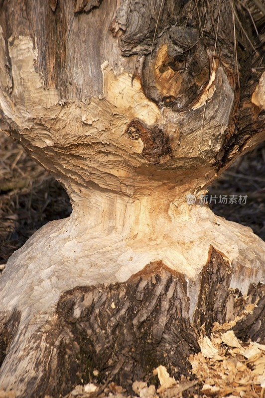 被海狸咬过的树