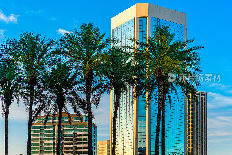 亚利桑那州凤凰城摩天大楼的城市天际线与棕榈树，蓝天