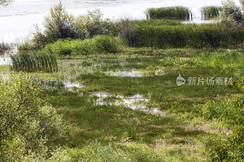 有一对苍鹭的沼泽海岸紧挨着湖