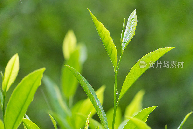 茶叶特写