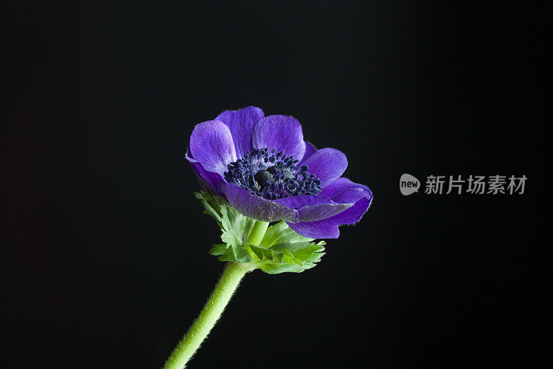 以黑色为背景的紫色银莲花在摄影棚拍摄