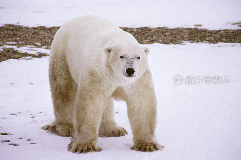 北极熊在邱吉尔马尼托巴省采取咄咄逼人的姿态