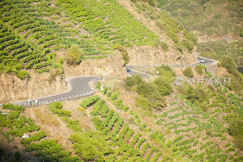 蜿蜒的道路穿过葡萄园在陡峭的梯田里，里贝拉萨克拉。
