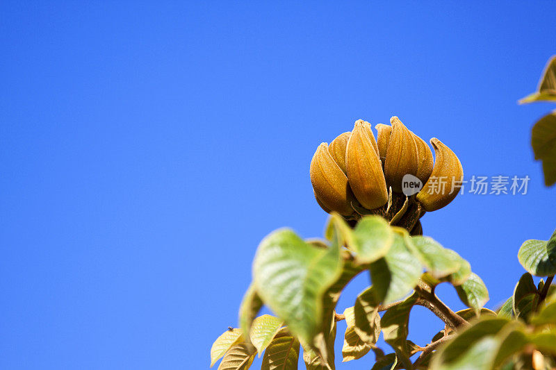 郁金香树种子荚