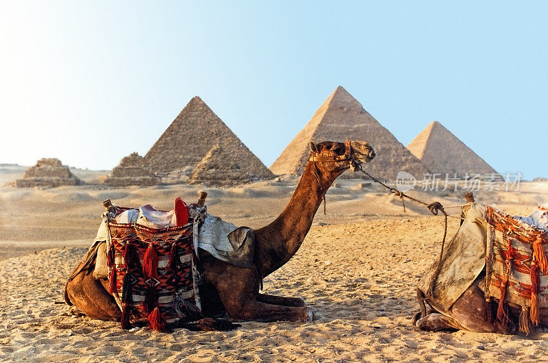 骆驼和埃及吉萨大金字塔