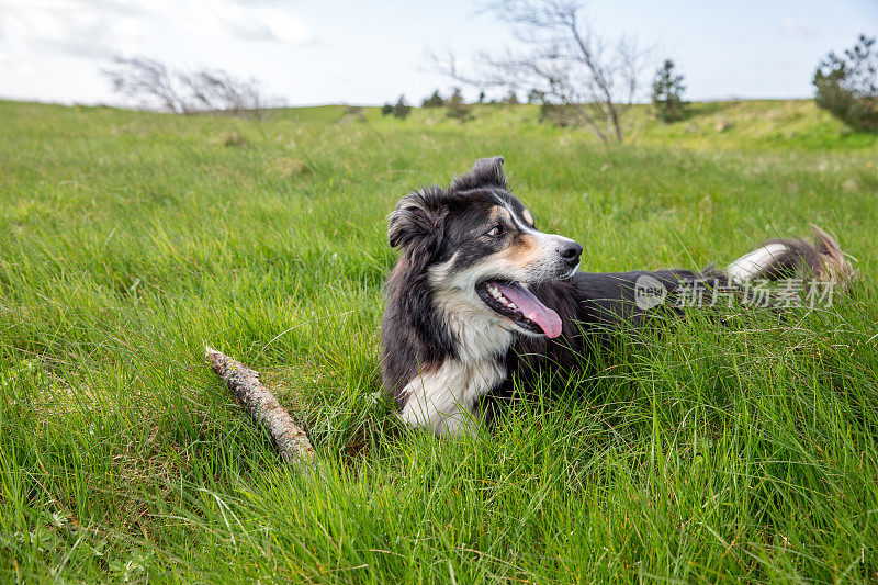 草地上友善的边境牧羊犬