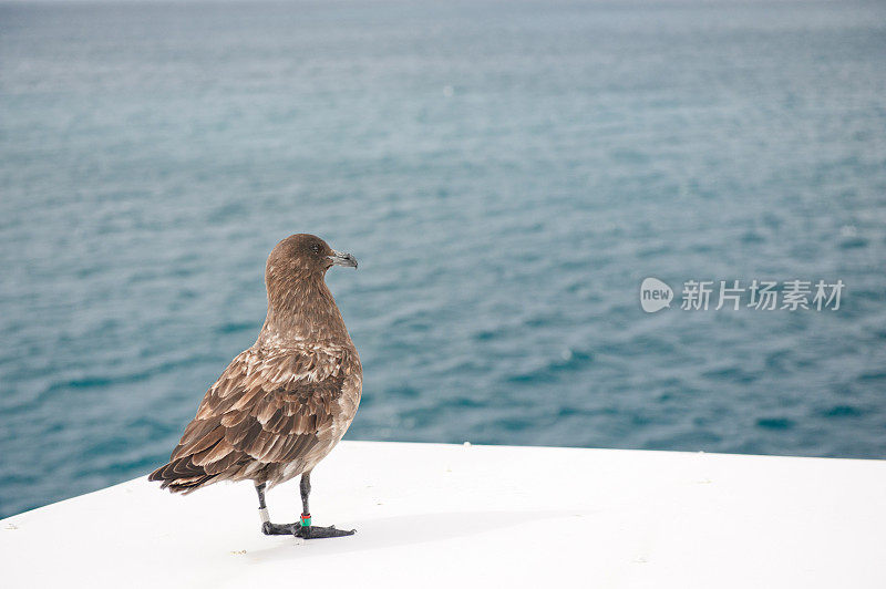 南极野生动物