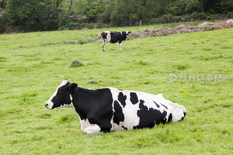 美丽的荷斯坦奶牛坐在绿色草地上。