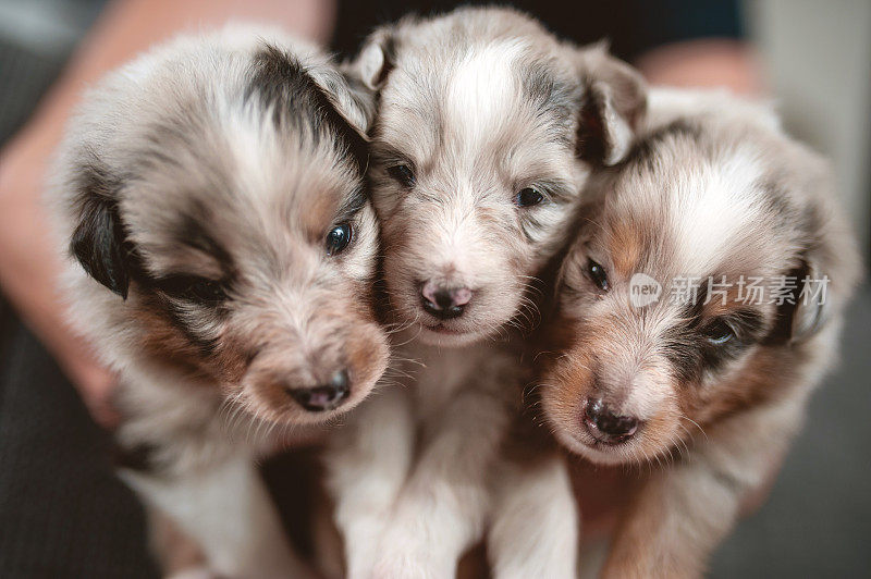 4周大的设得兰牧羊犬的幼犬被握在手掌里