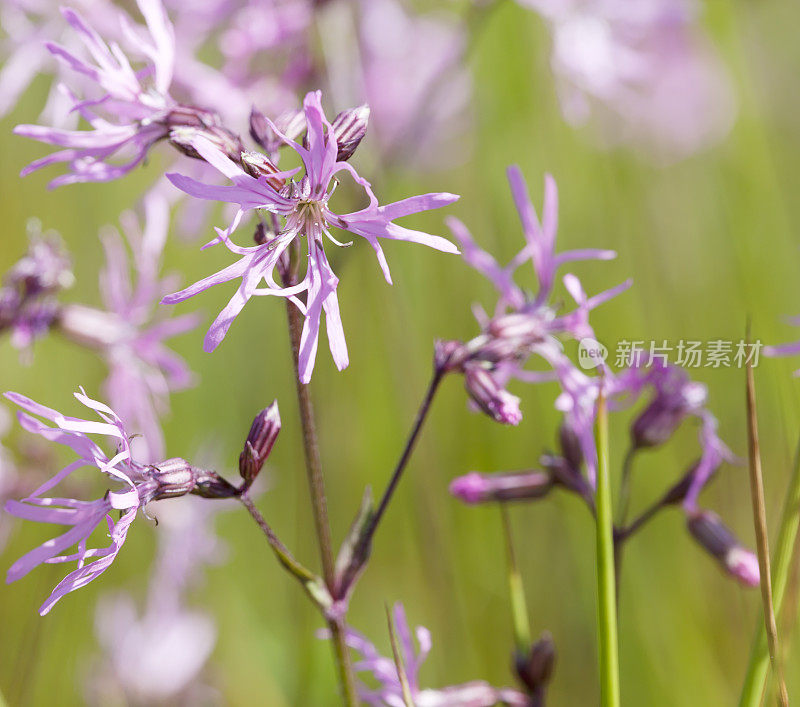 知更鸟(荔枝花)