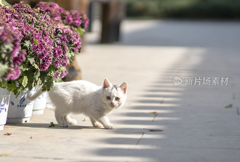 花盆旁的白色小猫