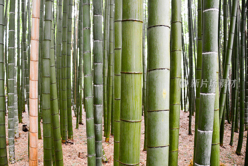 京都竹林