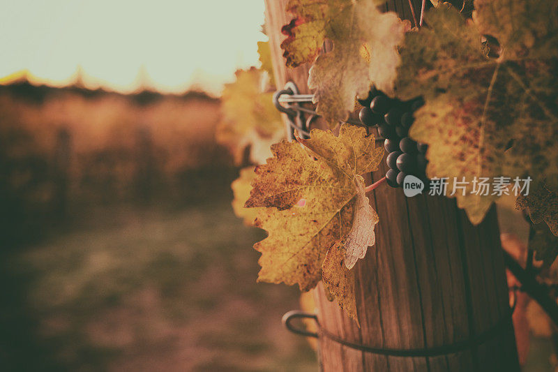 葡萄园里的秋天葡萄