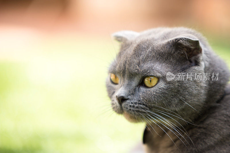 特写的漂亮的苏格兰折猫的头和脸